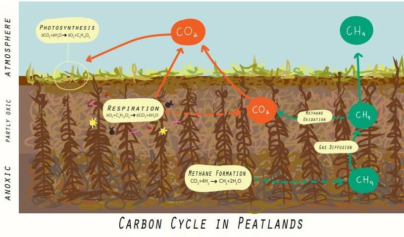 Everything you need to know about Peat Moss — Sustainable Resources Group