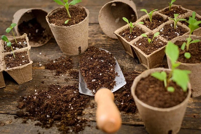 What Is Peat Moss? Uses in Gardens and Potted Plants