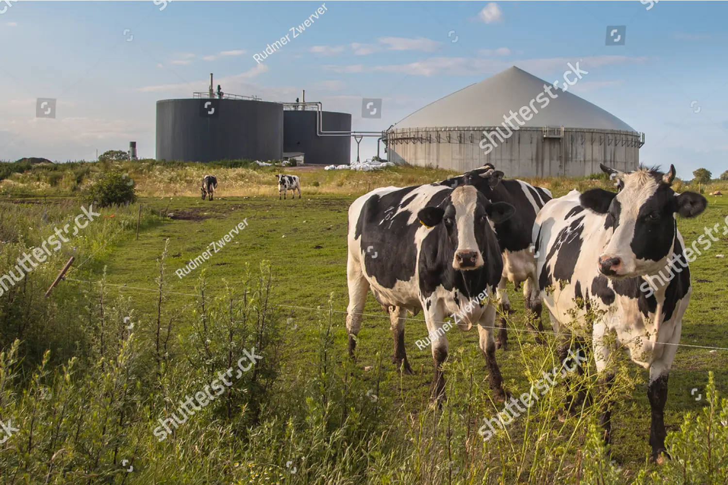 three cows standing in a grassy field with biogas plant in the background