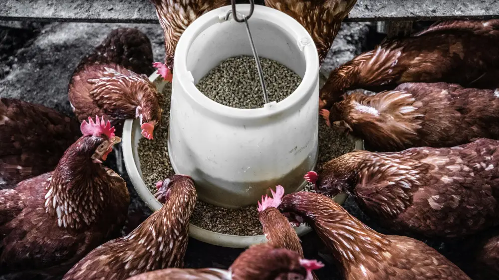 chickens surrounding a feeding trough, eating feed