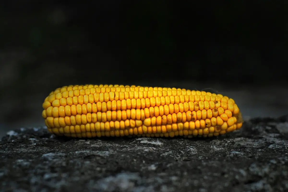 corn cob used for ethanol fuel